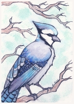 Bluejay - watercolor and pen 5x7